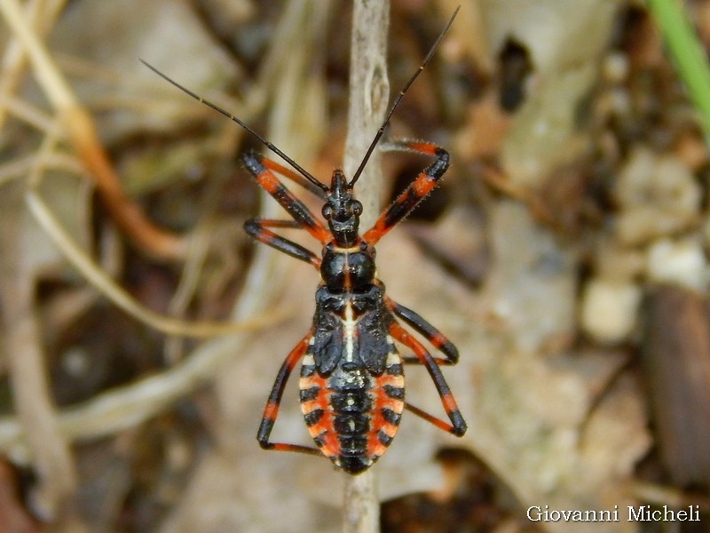 Reduviidae: Rhynocoris rubricus/iracundus